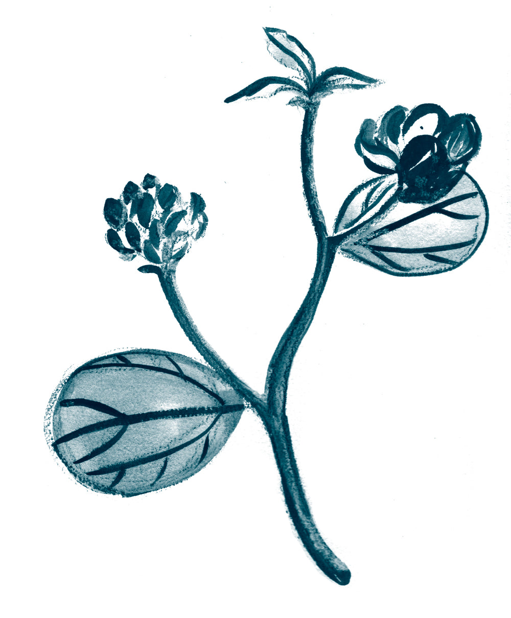 Bakuchi Seed, a plant-based alternative to retinol, known for reducing fine lines and improving uneven skin tone