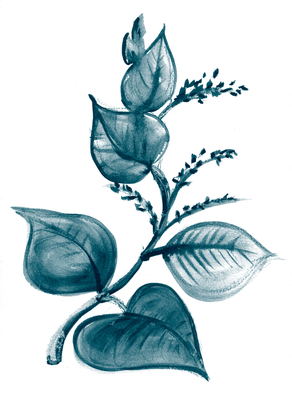 Japanese Knotweed plant rich in Resveratrol, a powerful antioxidant that helps smooth fine lines and combat skin aging